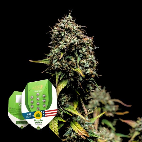 Royal Queen Seeds Purple Punch Auto