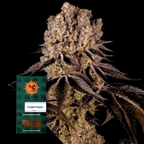 Barneys Farm Purple Punch
