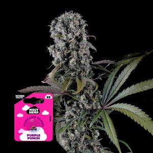 Purple Punch Holy Hemp