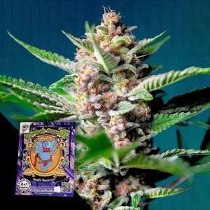 Purple Punch Og Sweet Seeds