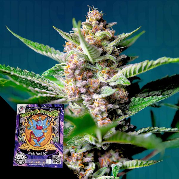 Sweet Seeds Purple Punch OG