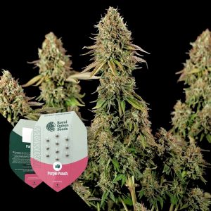 Purple Punch Royal Queen Seeds