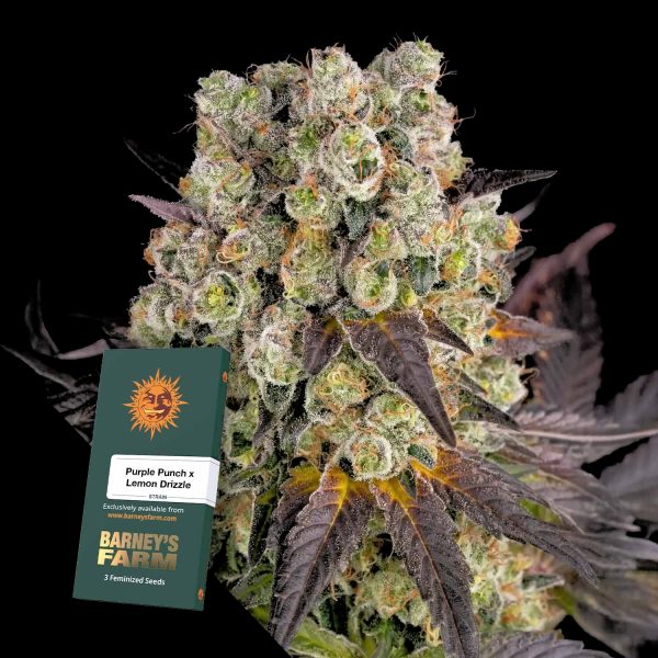 Barneys Farm Purple Punch x Lemon Drizzle