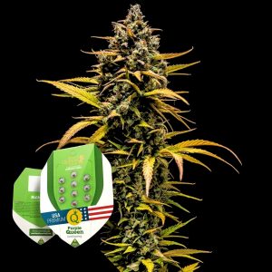Royal Queen Seeds Purple Queen Auto