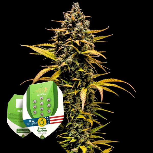 Royal Queen Seeds Purple Queen Auto