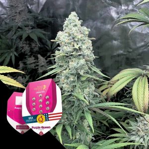 Purple Queen Royal Queen Seeds