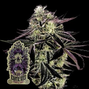 Purple Shot Exotic Seeds