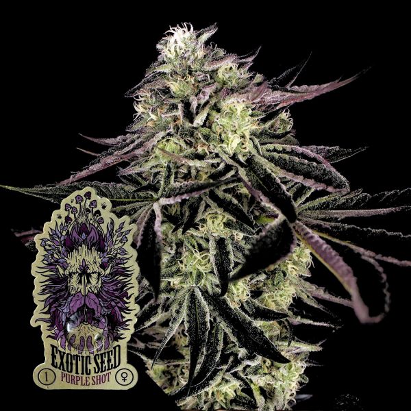 Exotic Seeds Purple Shot