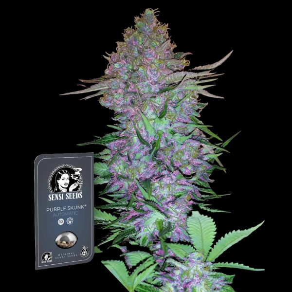 Sensi Seeds Purple Skunk Auto