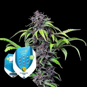 Royal Queen Seeds Purplematic