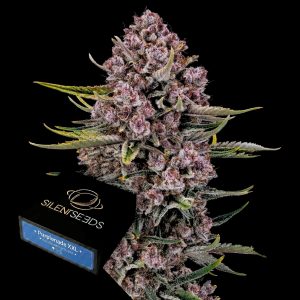 Purplenade Xxl Auto Silent Seeds