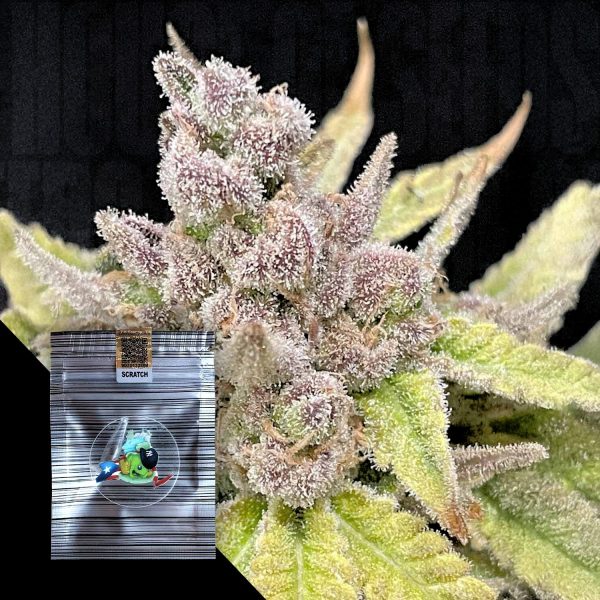 N.Y. Ceeds Queens Zugar Cookie