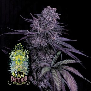 Exotic Seeds Quick Black Lemon