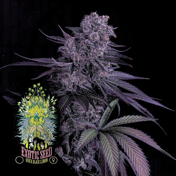 Exotic Seeds Quick Black Lemon