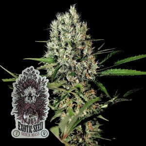 Quick Mass Exotic Seeds