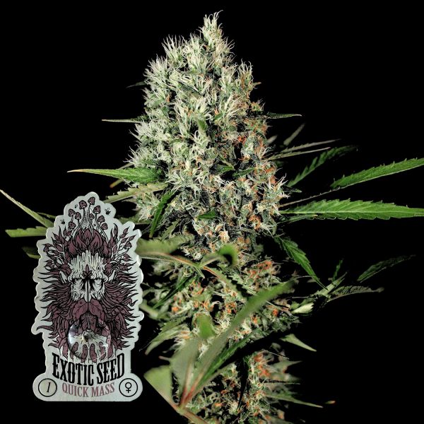 Exotic Seeds Quick Mass