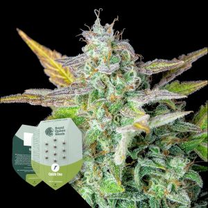 Quick One Royal Queen Seeds