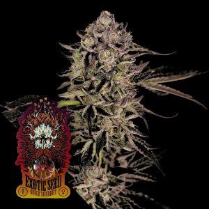 Quick Sherbet Exotic Seeds