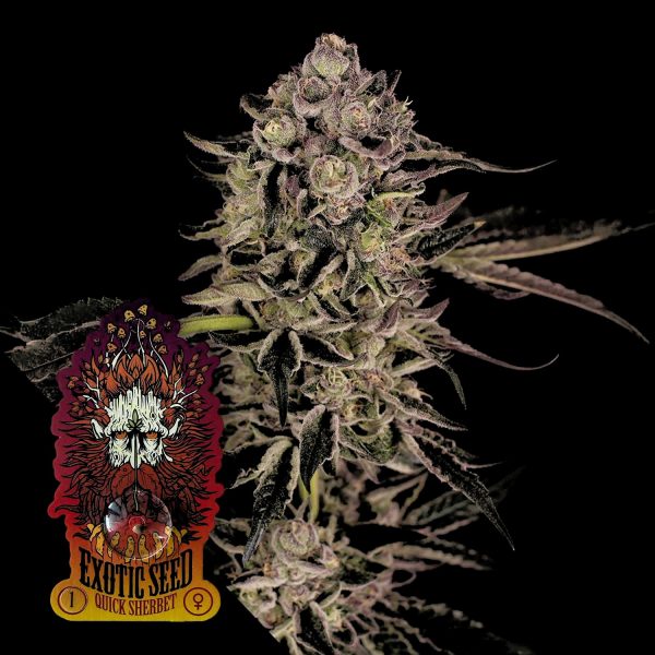 Exotic Seeds Quick Sherbet
