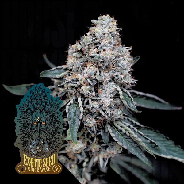 Exotic Seeds Quick Wash