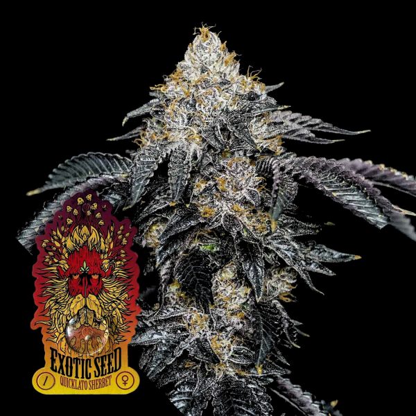 Exotic Seeds Quicklato Sherbet