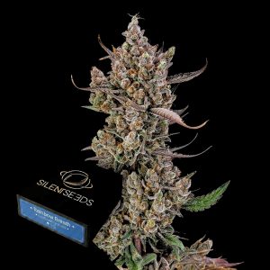 Rainbow Breath Auto Silent Seeds