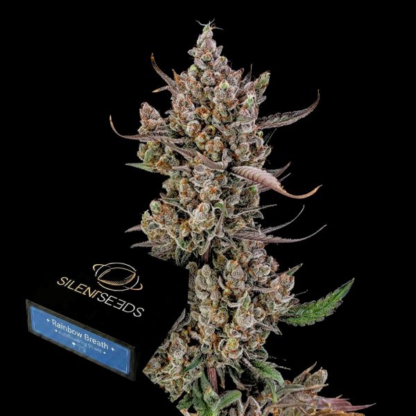 Silent Seeds Rainbow Breath Auto