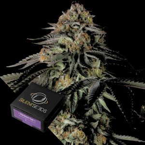 Rainbow Gas Silent Seeds