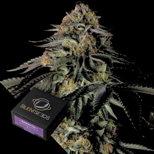 Silent Seeds Rainbow Gas