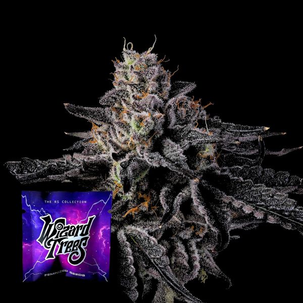 Wizard Trees Rainbow Gelato