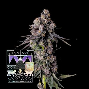 Rainbow Guav Compound Genetics