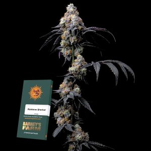 Rainbow Sherbet Barneys Farm