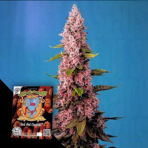 Red Hot Cookies Sweet Seeds