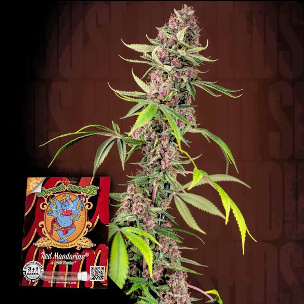Sweet Seeds Red Mandarine F1