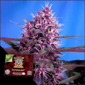Sweet Seeds Red Poison Auto