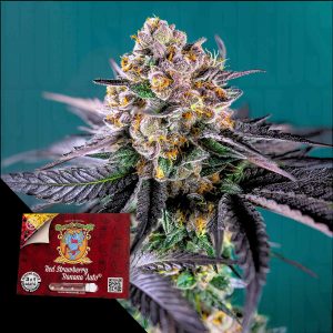Red Strawberry Banana Auto Sweet Seeds