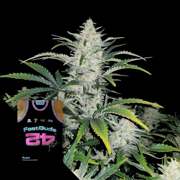 420 Fast Buds Rhino Ryder Auto