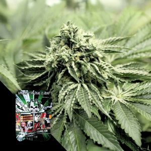 Rlx Og Devils Harvest