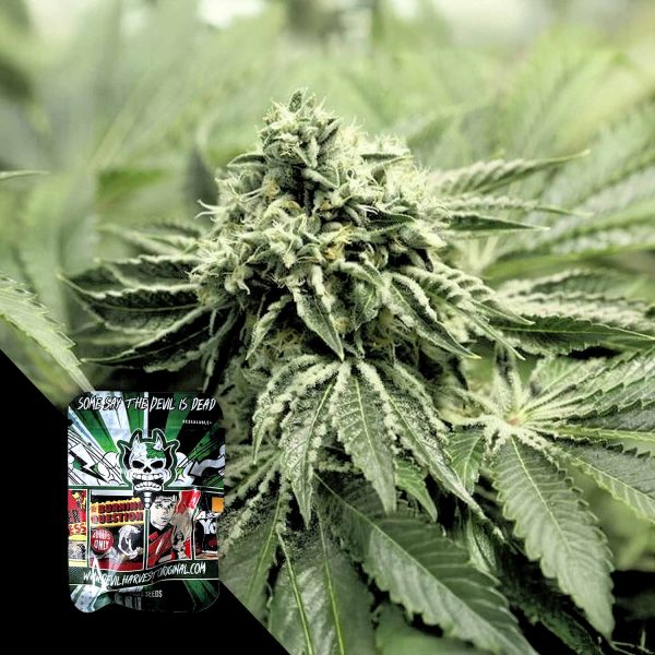 Devil’s Harvest RLX OG
