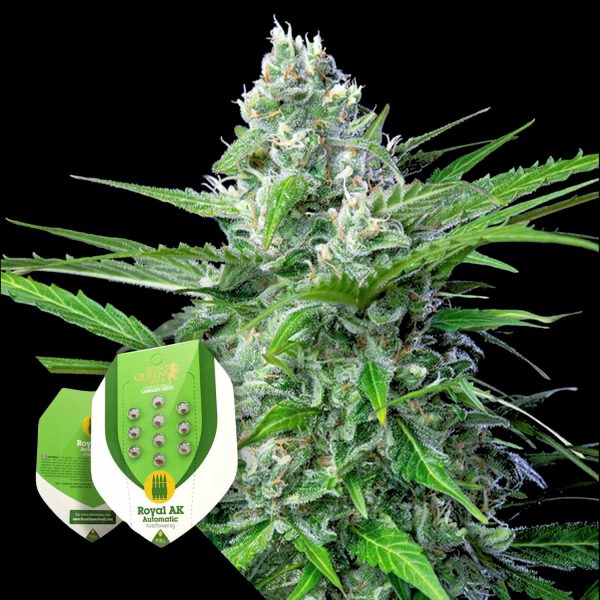 Royal Queen Seeds Royal AK Auto