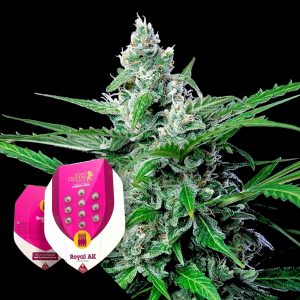 Royal Ak Royal Queen Seeds
