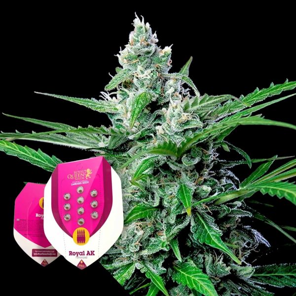 Royal Queen Seeds Royal AK