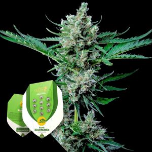 Royal Bluematic Royal Queen Seeds