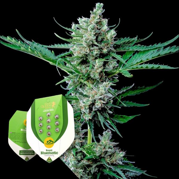 Royal Queen Seeds Royal Bluematic