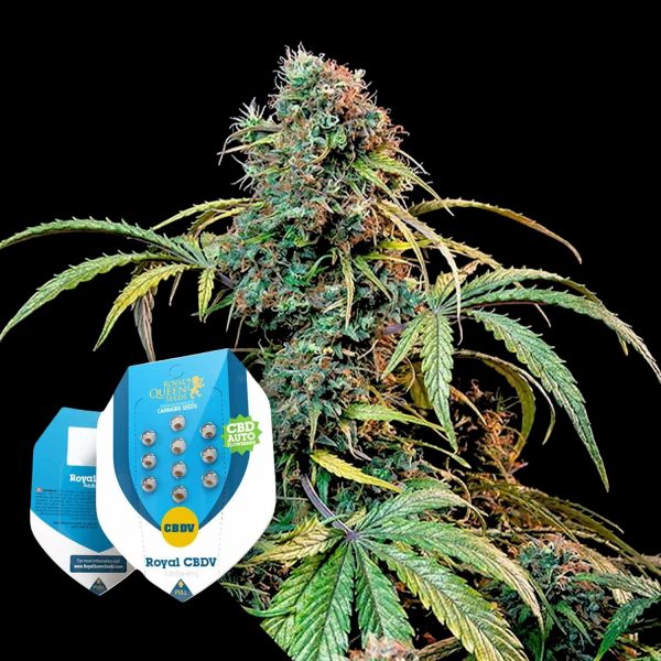 Royal Queen Seeds Royal CBDV Automatic