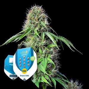Royal Cbg Automatic Royal Queen Seeds