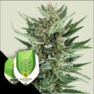 Royal Cheese Auto Royal Queen Seeds