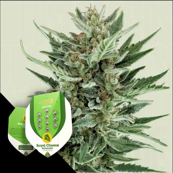 Royal Queen Seeds Royal Cheese Auto