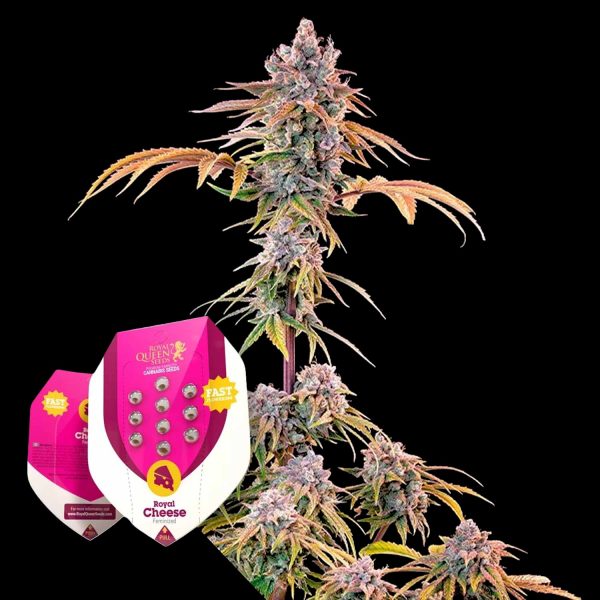 Royal Queen Seeds Royal Cheese (Fast Flowering)