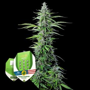 Royal Cookies Auto Royal Queen Seeds